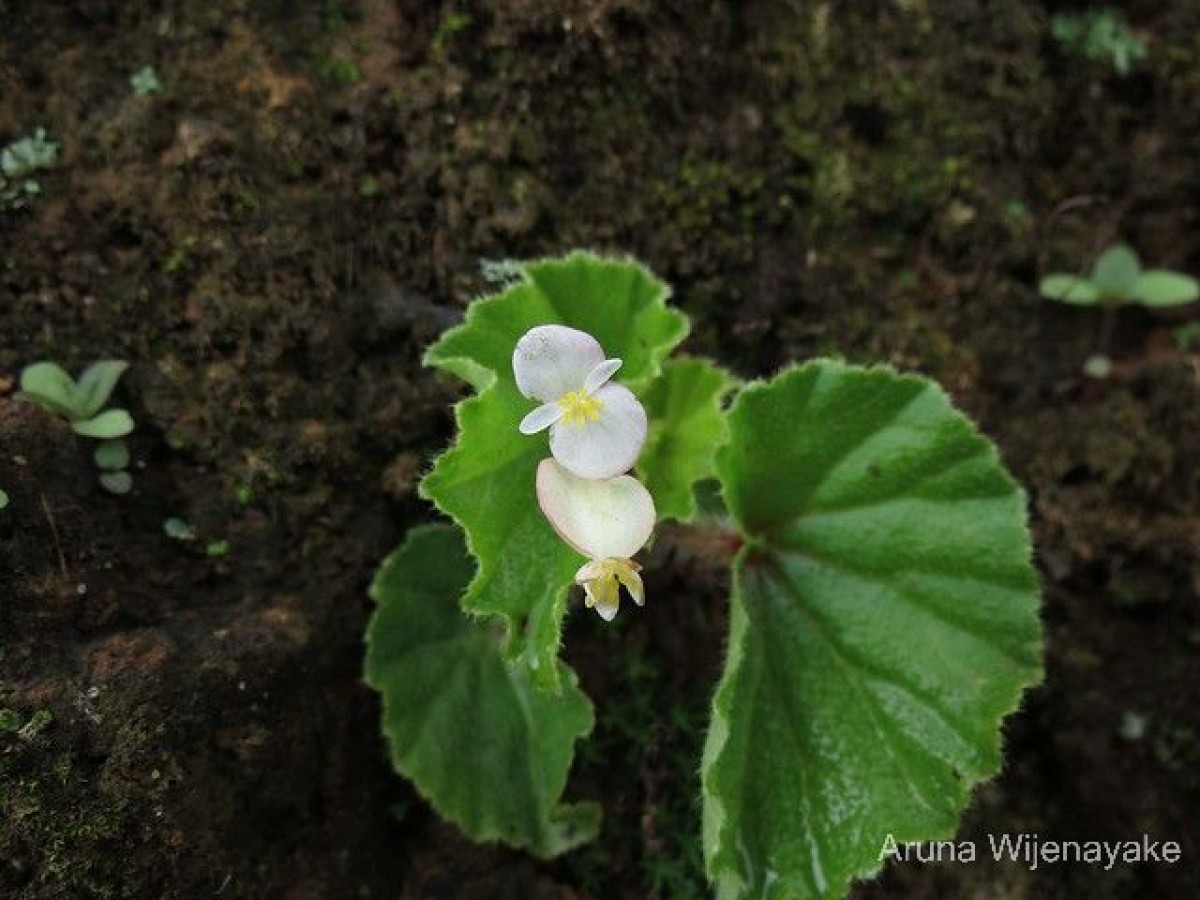 Begonia hirtella Link